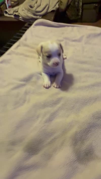 Boy 1, a male Miniature Dachshund for sale in Mabelvale, AR – 8 of 9