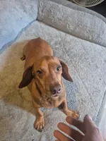 Girl, a female Dachshund for sale in Mabelvale, AR – 2 of 5