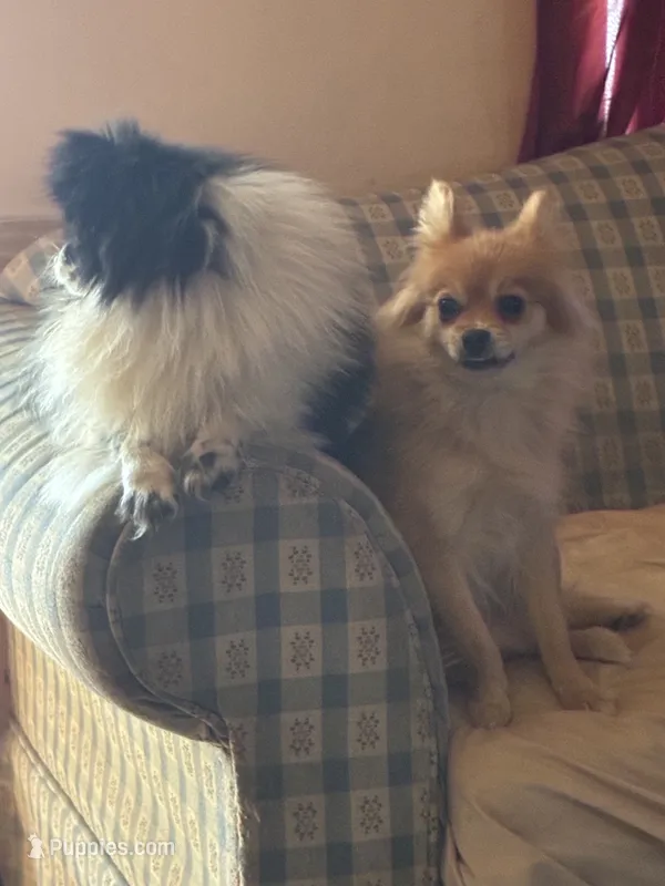 Gerard Lloyd “ lil man “ – Pomeranian puppy for sale in Mabelvale, AR