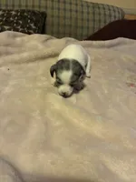 Girl 1, a female Miniature Dachshund and Chiweenie for sale in Mabelvale, AR – 1 of 7
