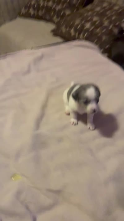 Girl 1, a female Miniature Dachshund and Chiweenie for sale in Mabelvale, AR – 7 of 7
