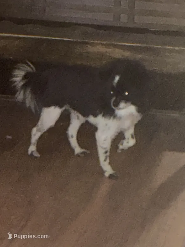 Gerard Lloyd “ lil man “ – Pomeranian puppy for sale in Mabelvale, AR