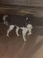 Gerard Lloyd “ lil man “, a male Pomeranian for sale in Mabelvale, AR – 1 of 5
