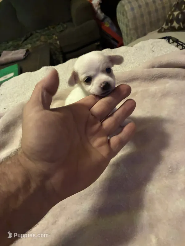 Boy  – Miniature Dachshund, Chiweenie puppy on hold in Mabelvale, AR