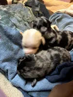 Gerard Lloyd, a male Pomeranian for sale in Mabelvale, AR – 7 of 8