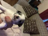 Girl 1, a female Miniature Dachshund and Chiweenie for sale in Mabelvale, AR – 2 of 7