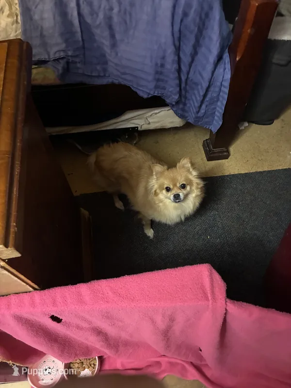 Nala  – Pomeranian puppy for sale in Mabelvale, AR