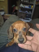 Boy, a male Miniature Dachshund for sale in Mabelvale, AR – 6 of 7
