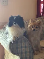 Nala , a female Pomeranian for sale in Mabelvale, AR – 1 of 5
