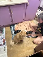 Gerard Lloyd, a male Pomeranian for sale in Mabelvale, AR – 8 of 8