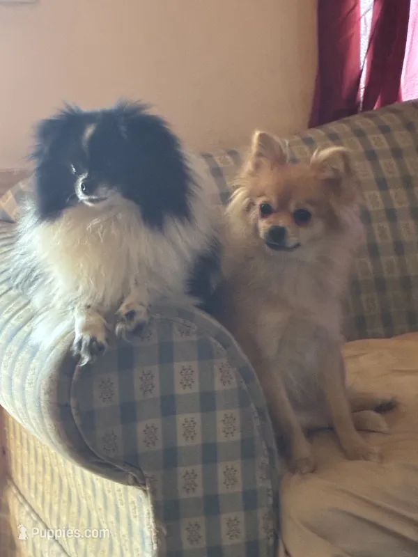 Gerard Lloyd – Pomeranian puppy for sale in Mabelvale, AR
