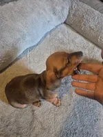 Boy, a male Miniature Dachshund for sale in Mabelvale, AR – 4 of 7
