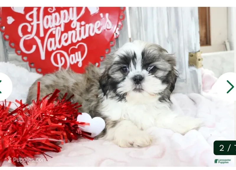 Silver – Shih Tzu puppy for sale in Milan, MI
