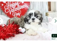 Silver, a male Shih Tzu for sale in Milan, MI – 1 of 2