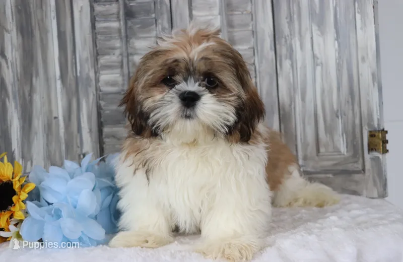 Simbad – Shih Tzu puppy for sale in Milan, MI
