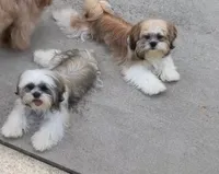 Simbad, a male Shih Tzu for sale in Milan, MI – 2 of 2