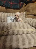 Otitis , a male Chihuahua for sale in Sevierville, TN – 7 of 9