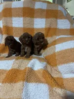 Samantha , a female Cavapoo for sale in Sevierville, TN – 2 of 5