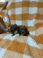 Saul, a male Cavapoo for sale in Sevierville, TN – 5 of 5