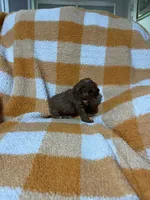 Sassy , a female Cavapoo for sale in Sevierville, TN – 4 of 6