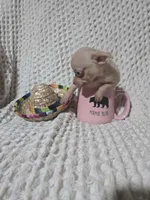 Tommy, a male Chihuahua for sale in Sevierville, TN – Photo 6 of 10