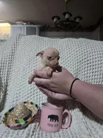 Tommy, a male Chihuahua for sale in Sevierville, TN – Photo 5 of 10