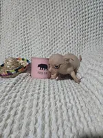 Tommy, a male Chihuahua for sale in Sevierville, TN – Photo 4 of 10