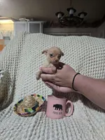 Tommy, a male Chihuahua for sale in Sevierville, TN – Photo 7 of 10