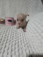 Tommy, a male Chihuahua for sale in Sevierville, TN – Photo 8 of 10