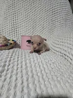 Tommy, a male Chihuahua for sale in Sevierville, TN – Photo 1 of 10