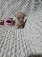 Tommy, a male Chihuahua for sale in Sevierville, TN – Photo 2 of 10