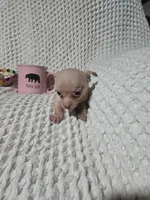 Tommy, a male Chihuahua for sale in Sevierville, TN – Photo 3 of 10