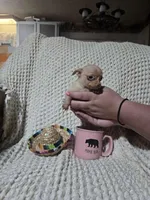 Tommy, a male Chihuahua for sale in Sevierville, TN – Photo 10 of 10