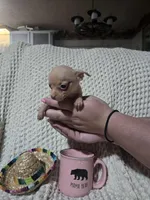 Tommy, a male Chihuahua for sale in Sevierville, TN – Photo 9 of 10