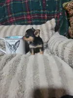 Tinker bell, a female Chihuahua for sale in Sevierville, TN – 2 of 9