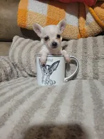 Peter, a male Chihuahua for sale in Sevierville, TN – 4 of 10
