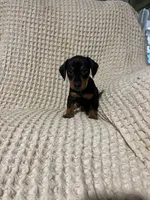 Wesly , a male Miniature Dachshund for sale in Sevierville, TN – 3 of 4