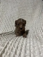 Ethan, a male Cockapoo for sale in Sevierville, TN – 3 of 4