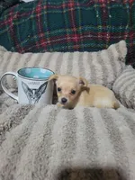 Tommy, a male Chihuahua for sale in Sevierville, TN – 5 of 6