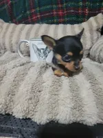 Tinker bell, a female Chihuahua for sale in Sevierville, TN – 6 of 9