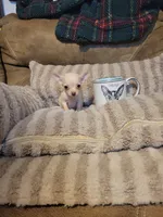 Dolly, a female Chihuahua for sale in Sevierville, TN – 6 of 9