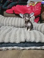 Dolly, a female Chihuahua for sale in Sevierville, TN – 3 of 8