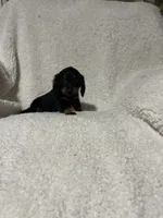 Pacco, a male Miniature Dachshund for sale in Sevierville, TN – 5 of 7