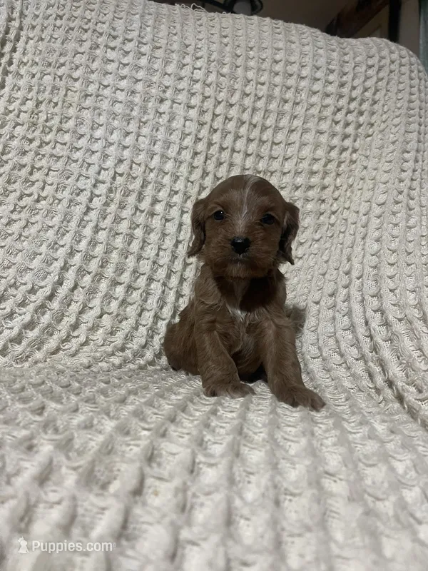 Ethan – Cockapoo puppy for sale in Sevierville, TN