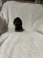 Pacco, a male Miniature Dachshund for sale in Sevierville, TN – 4 of 7