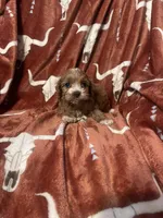 Allie , a female Cockapoo for sale in Sevierville, TN – Photo 4 of 5