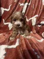 Allie , a female Cockapoo for sale in Sevierville, TN – Photo 3 of 5