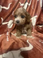 Allie , a female Cockapoo for sale in Sevierville, TN – Photo 2 of 5