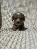 Ellie, a female Cockapoo for sale in Sevierville, TN – 3 of 4