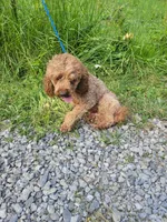 Red, a male Poodle - Miniature  for sale in Sevierville, TN – 4 of 9